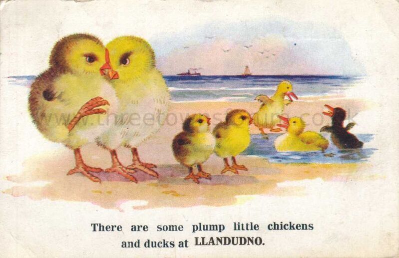 There are some plump little chickens and ducks at Llandudno
