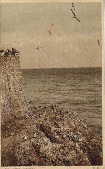 Gull Corner Llandudno02
