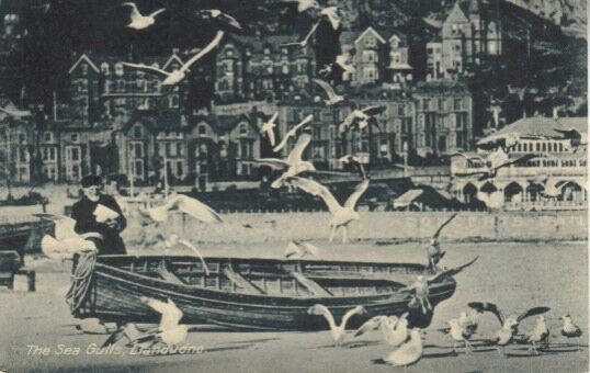 Sea Gulls Llandudno
