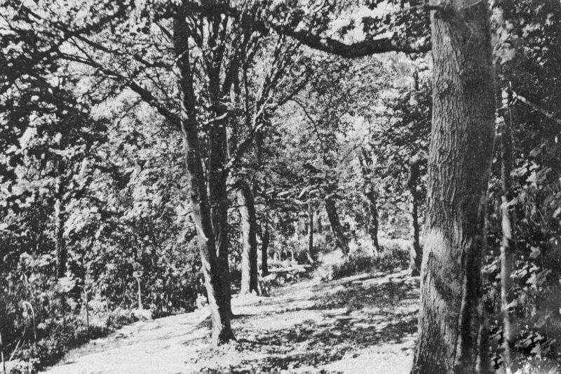 090819 gladdaeth woods 0045
