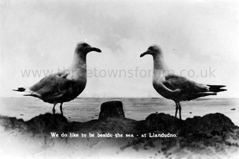 500601 seagulls 0462
