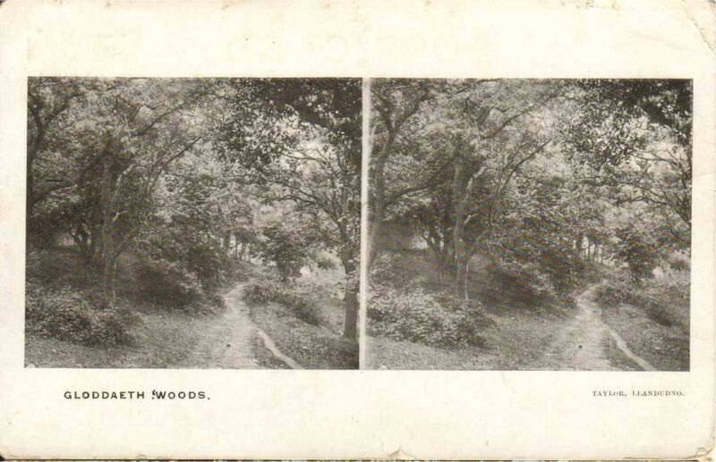 Gloddaeth Woods Llandudno02

