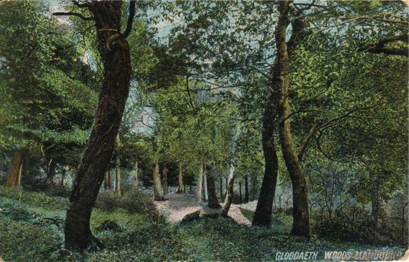 Gloddaeth Woods Llandudno03

