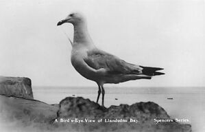 Filename=500601_seagull.jpg
Filesize=202KiB
Dimensions=2047x1316
Date added=Sep 14, 2023 500601_seagull.jpg