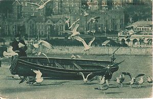 Feeding_Gulls_Llandudno_Beach.jpg
