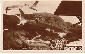 Feeding_the_Gulls_Llandudno.jpg