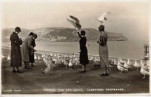 Feeding_the_sea-gulls_Llandudno_Promenade.jpg