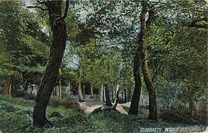 Gloddaeth_Woods_Llandudno03.jpg
