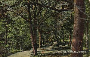 Gloddaeth_Woods_Llandudno04.jpg